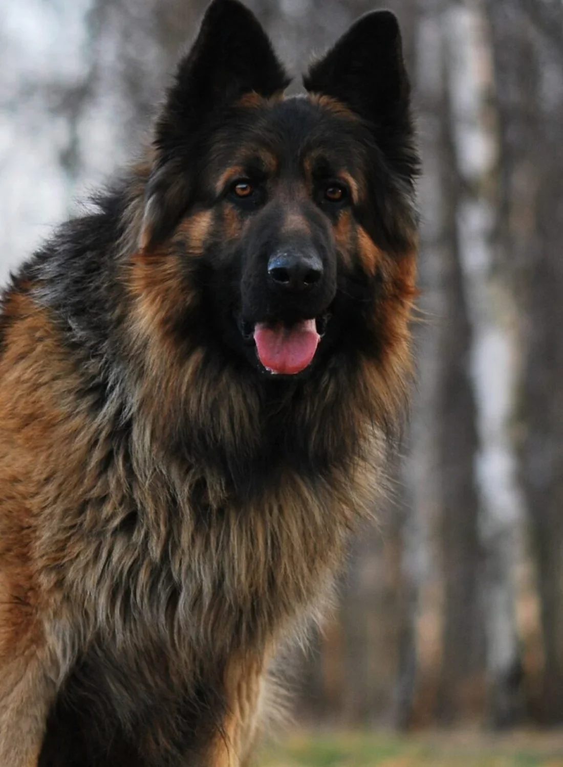 kpk khoji dog